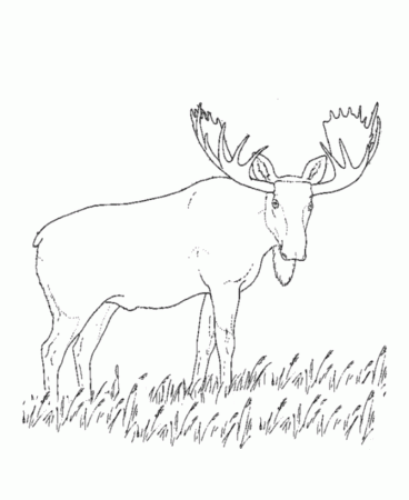 Step by Step to Color Moose Coloring Pages - Toyolaenergy.com