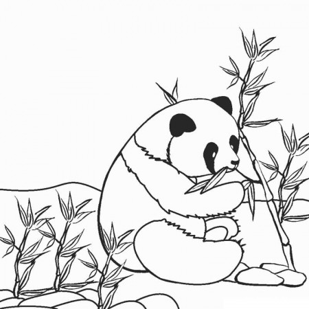 Panda Coloring Pages - Free Printable Coloring Pages for Kids