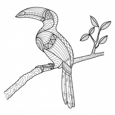 Hornbill coloring page hand drawn | Premium Vector