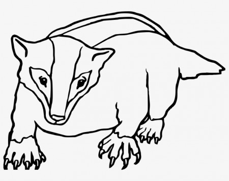 Badger Clipart Black And White - Honey Badger Colouring Pages ...