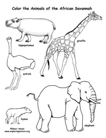 Savanna (African) Animals Coloring Page -- Exploring Nature 