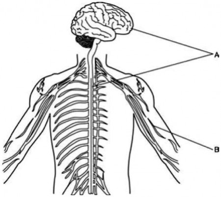 SOLVED:'please answer! will give brainliest. The diagram below shows the  two main parts of the human nervous system. What are the names of the parts  of the nervous system labeled A and