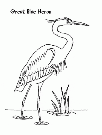 Great Blue Heron coloring page - Animals Town - Animal color sheets Great  Blue Heron picture