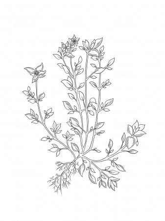 Hand Designed Chickweed Colouring Page Unique Chickweed - Etsy