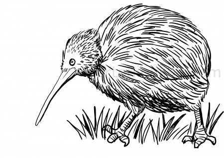 Realistic kiwi bird coloring page