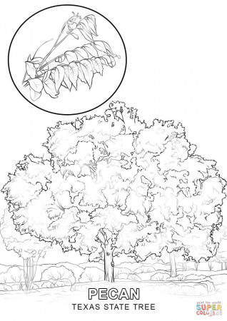 Texas State Tree coloring page