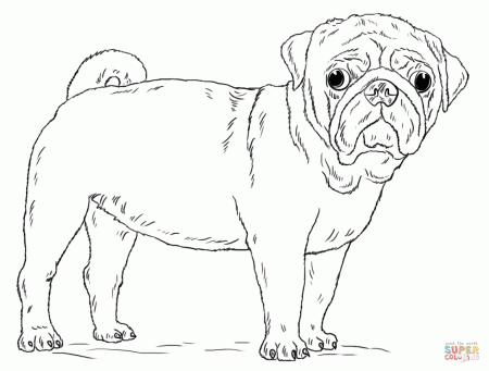 Cute Pug Dog coloring page | Free Printable Coloring Pages