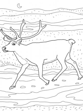 Caribou coloring page | Free Printable Coloring Pages