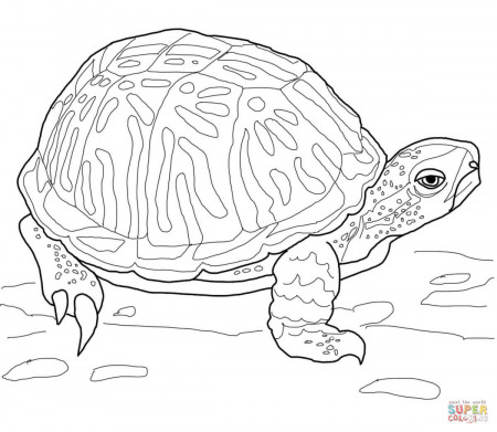 Ornate Box Turtle coloring page | Free Printable Coloring Pages