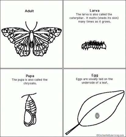 butterfly life cycle coloring pages az coloring pages Butterfly ...