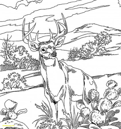 Coloring: 35 Fabulous Wild Animal Coloring Pages. Animal Coloring ...