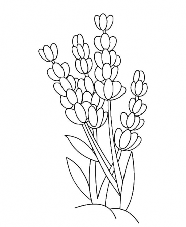 Lavender Flower Outline Coloring Pages - Download & Print Online Coloring  Pages for Free | Color Nimbus | Flower outline, Flower drawing, Coloring  pages