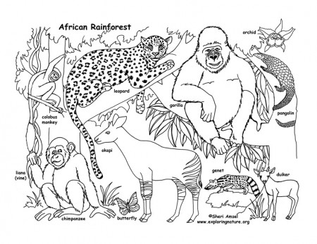 African Rainforest and Wildlife (Labeled) – Coloring Nature