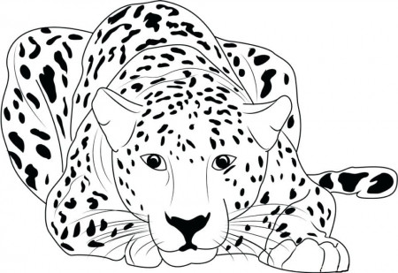 Cheetah Coloring Pages | 100 Pictures Free Printable