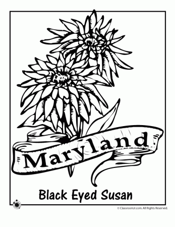 Maryland State Flower Coloring Page - Woo! Jr. Kids Activities