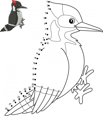 Dot to Dot Woodpecker Bird Isolated Coloring Page 12626230 Vector Art at  Vecteezy
