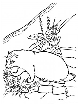 Badgers Coloring Pages - ColoringBay