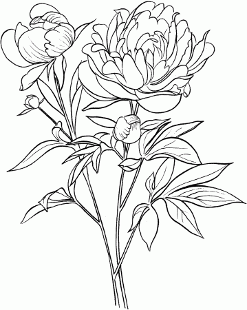 Peony coloring pages to download and print for free