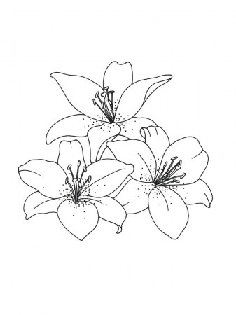 Lily Flower coloring pages. Download and print Lily Flower coloring pages