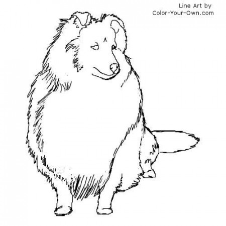 Shetland Sheepdog Coloring Page | Shetland sheepdog, Dog stencil, Shetland  sheepdog blue merle