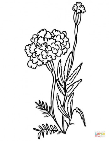 Marigolds coloring pages | Free Coloring Pages