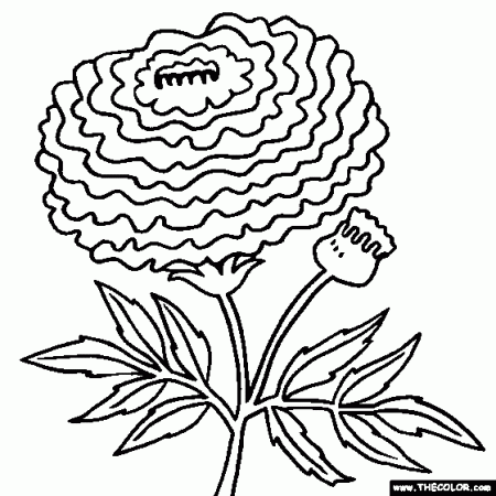 Marigold Flower Coloring Page | Tagetes Coloring | Flower coloring pages, Coloring  pages, Leaf drawing