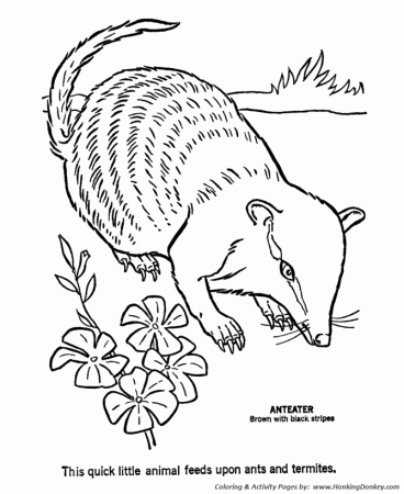 Aardvark Coloring Pages | Ant Eater Coloring Page and Kids Activity sheet |  HonkingDonkey