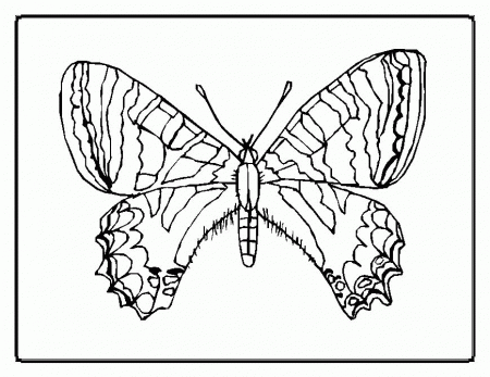 Butterfly Coloring Pages