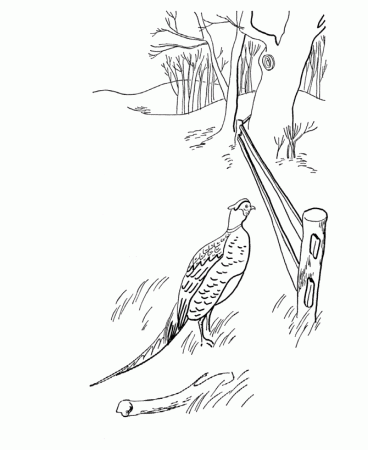 A Wild Pheasant in a Field | Fall coloring sheets, Bird coloring pages, Coloring  pages