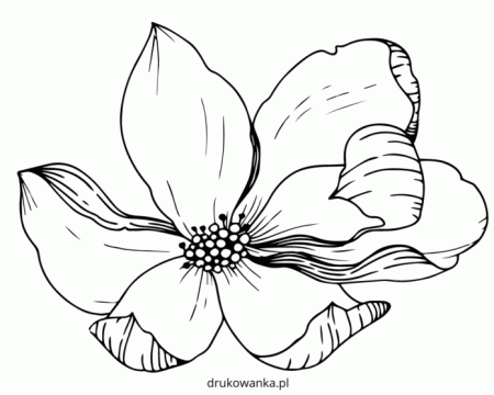 Magnolia flower coloring book to print and online