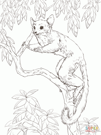 Senegal Bush Baby coloring page | Free Printable Coloring Pages