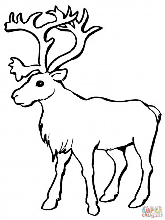 Reindeer Caribou coloring page | Free Printable Coloring Pages