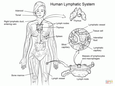 Lymphatic System coloring page | Free Printable Coloring Pages in 2023 | Lymphatic  system, Lymphatic system anatomy, Anatomy coloring book