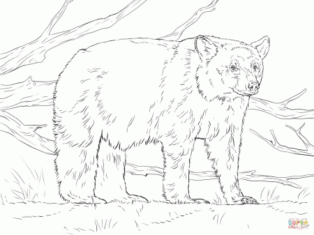 Realistic American Black Bear coloring page | Free Printable ...