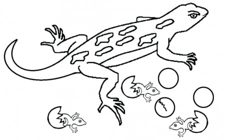 Gecko Coloring Pages - Best Coloring Pages For Kids