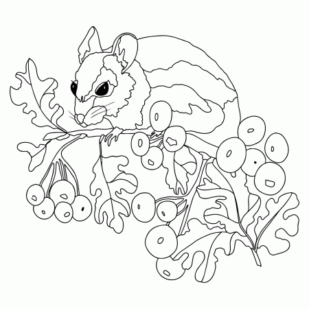 Mice coloring pages for Adults - Online or Printable