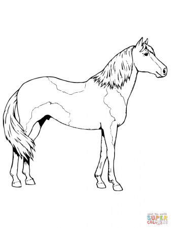 Paso Fino Horse coloring page | Free Printable Coloring Pages