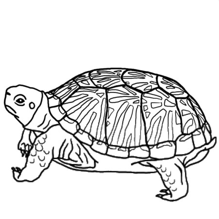 Turtle Coloring Pages