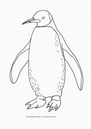 Proficiency Gentoo Penguin Coloring Page Free Printable Coloring ...