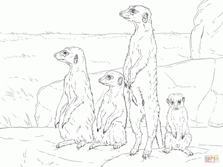 Meerkats standing up | Super Coloring | Vogel malvorlagen ...