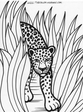 Rainforest coloring pages to download and print for free