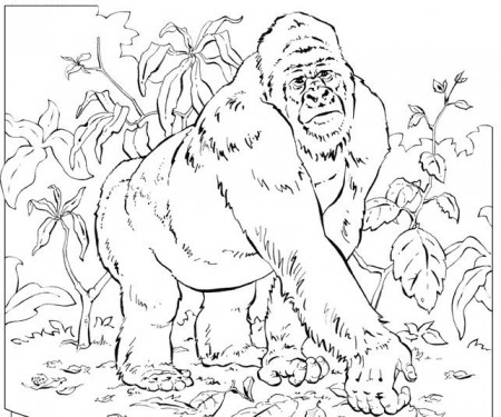 mountain gorilla coloring pages | Coloring Pages For Kids ...