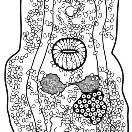 Dendrorchis retrobiloba Volonterio & Ponce de León, 2005. Ventral view... |  Download Scientific Diagram