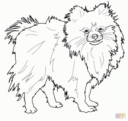 Pomeranian dog animal pet coloring page