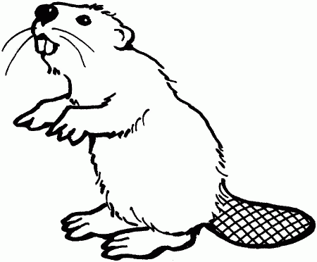 beaver.jpg (900×744) | school ideas for David