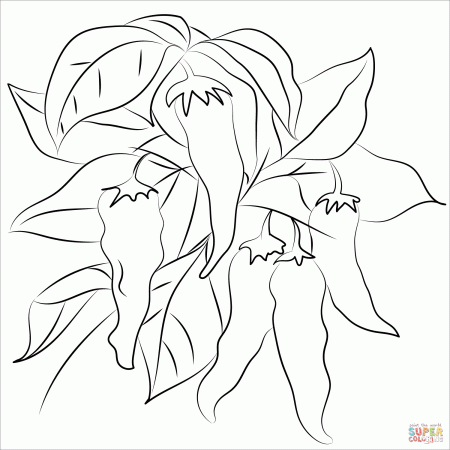 Chili coloring page | Free Printable Coloring Pages