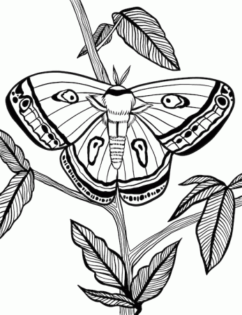 Moth Digital Coloring Page for Kids and Adults. Instant - Etsy