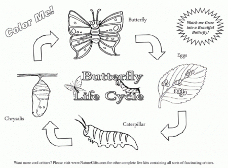 Color The Life Cycle: Butterfly Worksheets | 99Worksheets