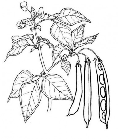 Free Peas Coloring Pages Printable | Vegetable coloring pages, Coloring  pages, Cartoon coloring pages