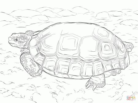 Agassizs Desert Tortoise coloring page | Free Printable Coloring Pages